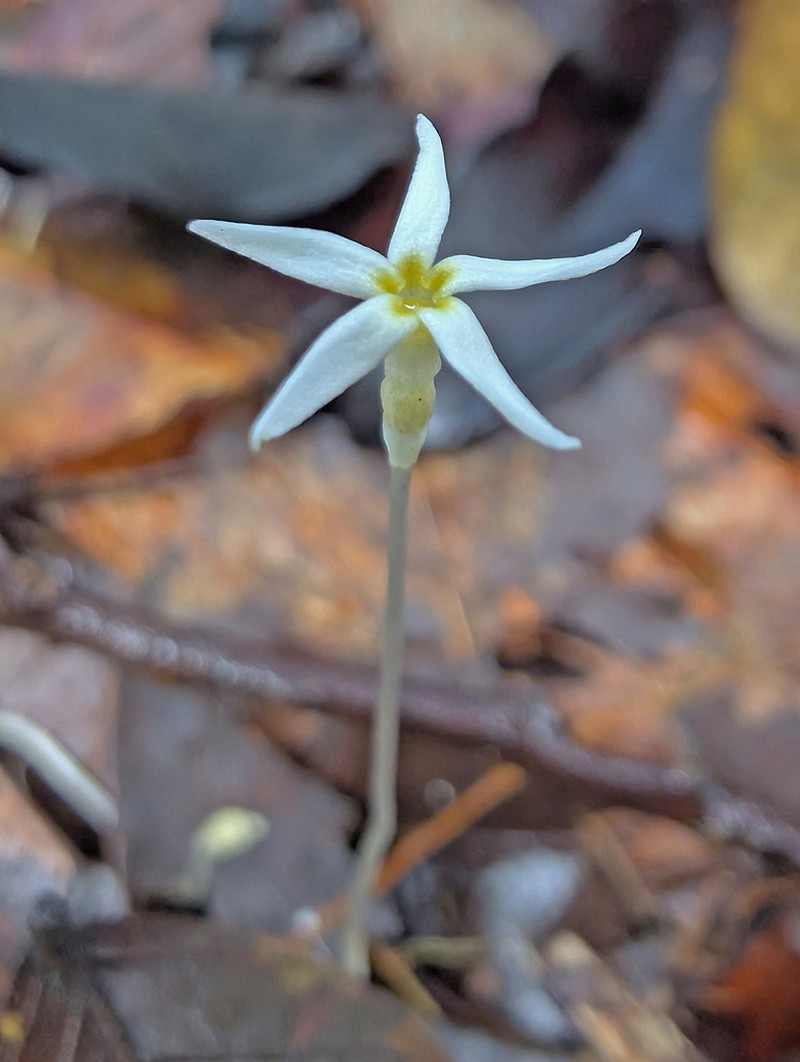 Voyria alvesiana photo 6