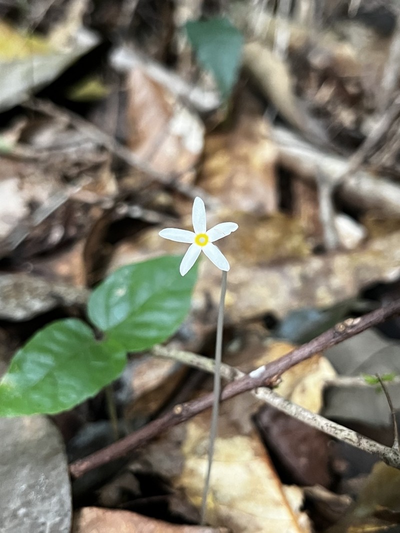Voyria alvesiana photo 7