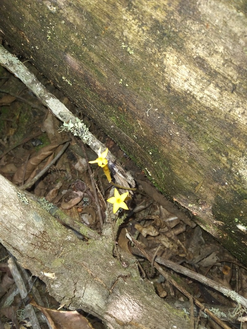 Leafless Ghostplant photo 6