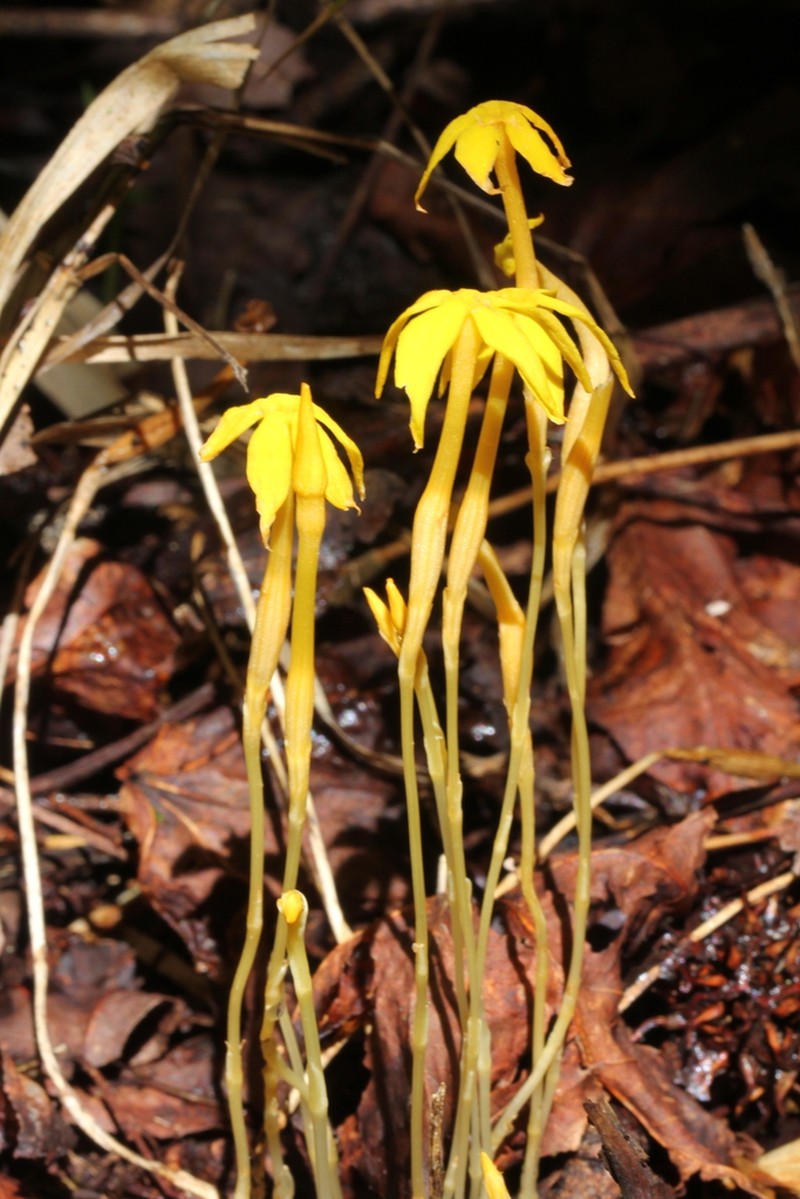 Leafless Ghostplant photo 8