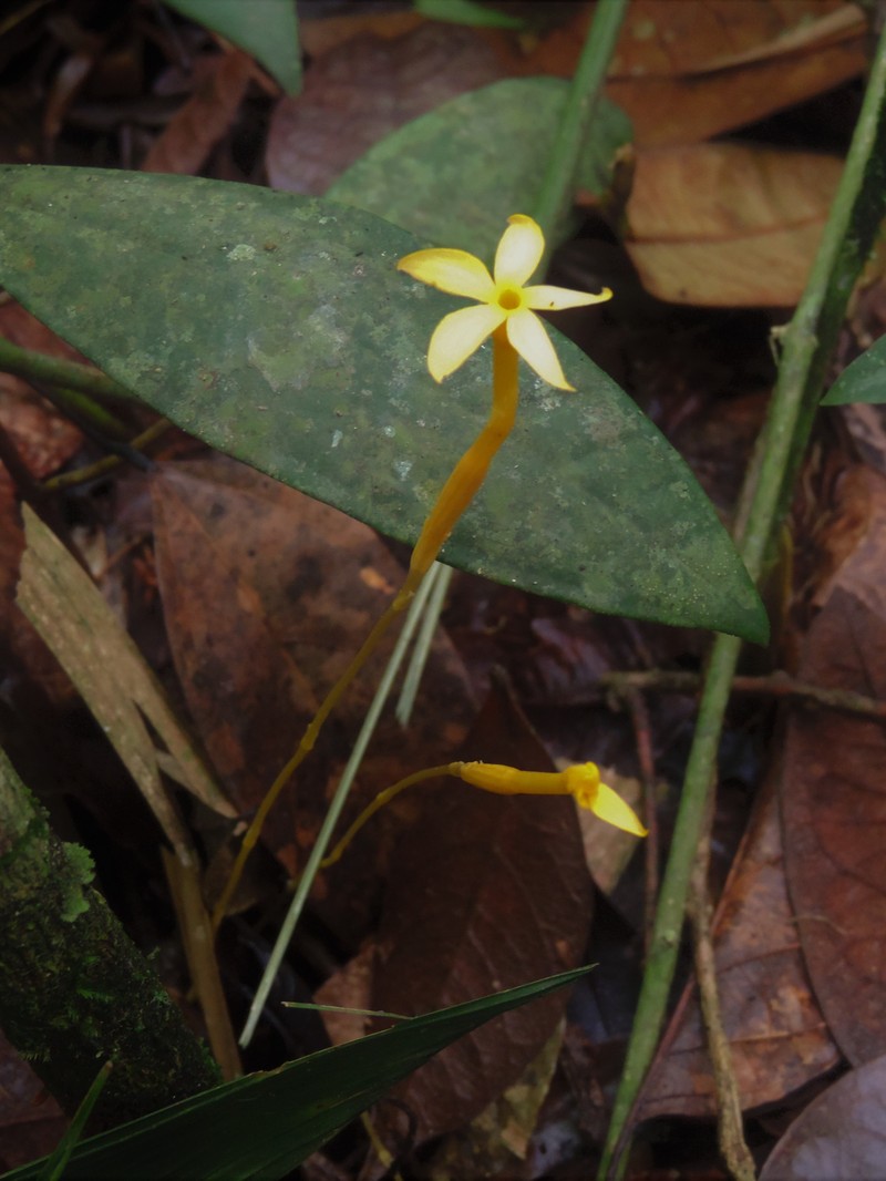 Leafless Ghostplant photo 4