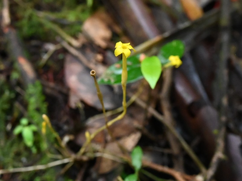 Leafless Ghostplant photo 5