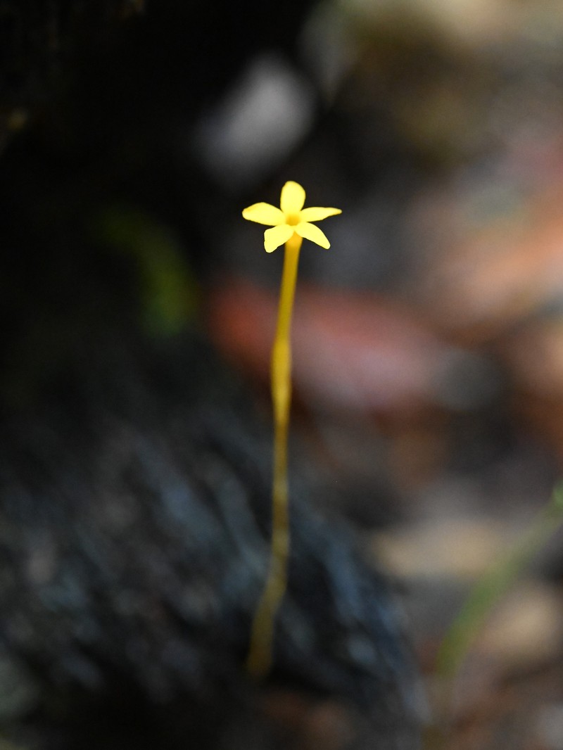 Leafless Ghostplant photo 6