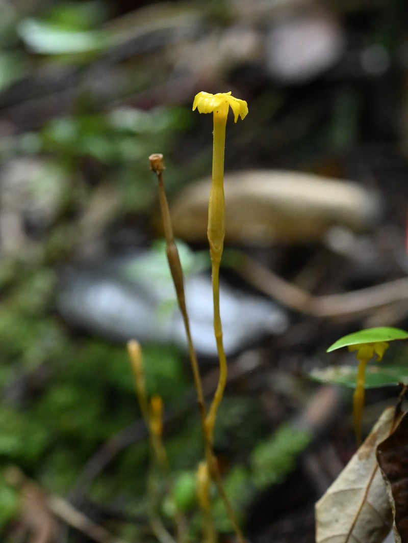 Leafless Ghostplant photo 2