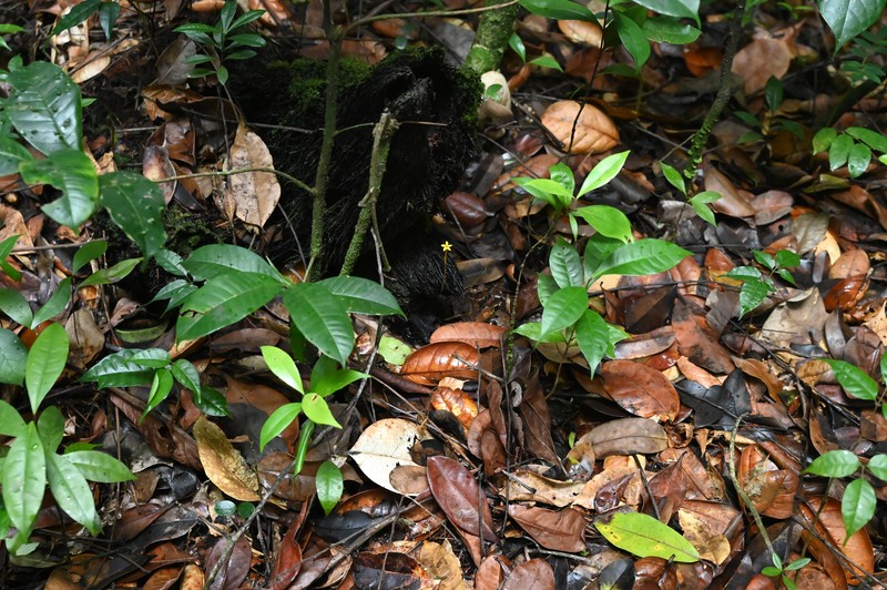 Leafless Ghostplant photo 3