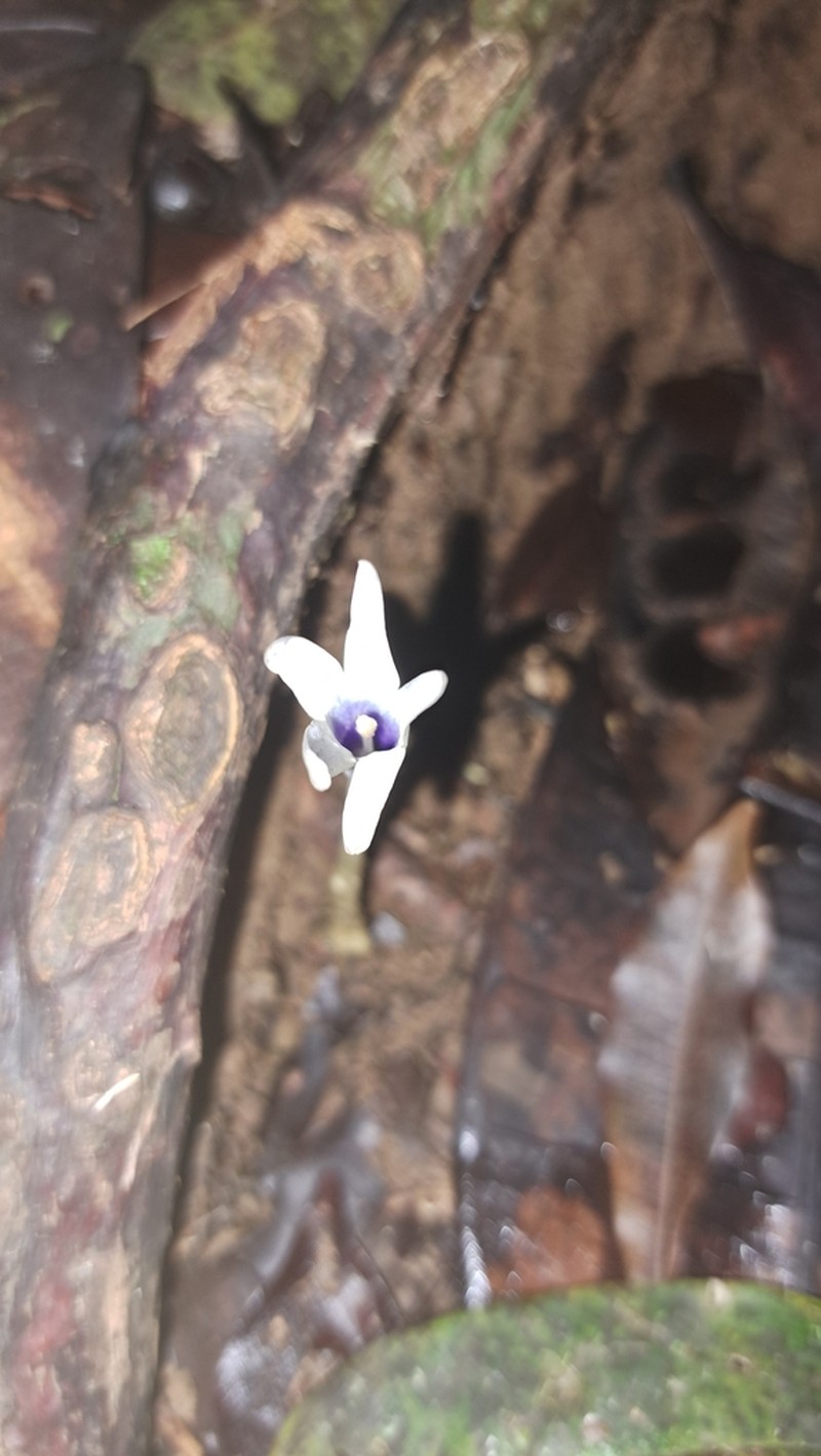 Voyria bicolor