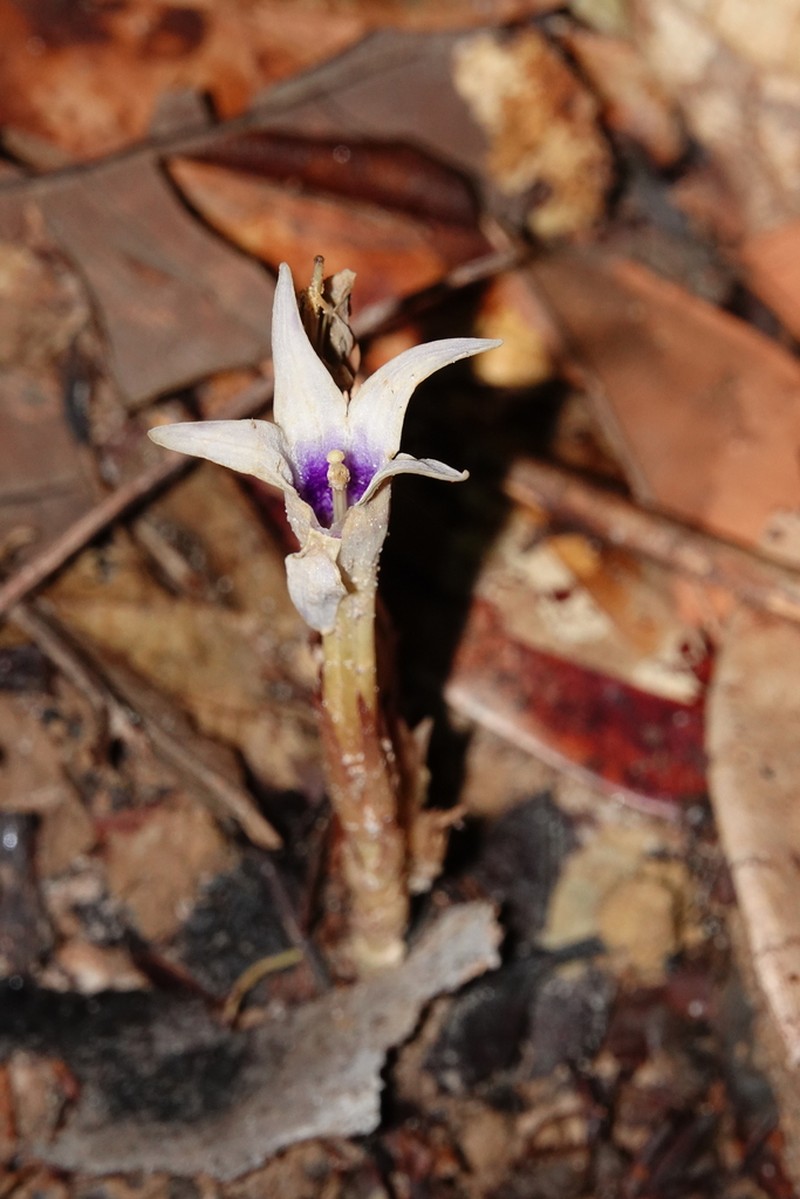 Voyria bicolor photo 2