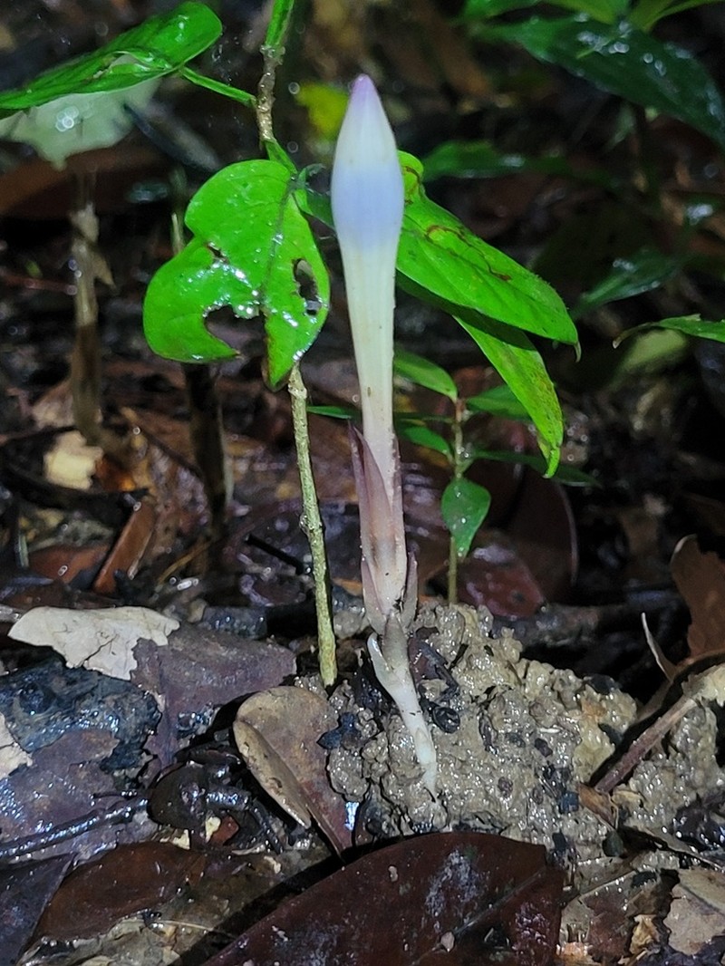 Voyria bicolor photo 3