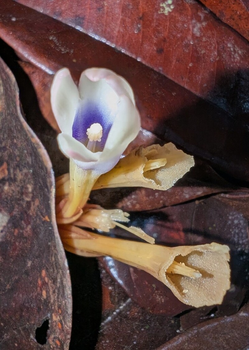 Voyria bicolor photo 4