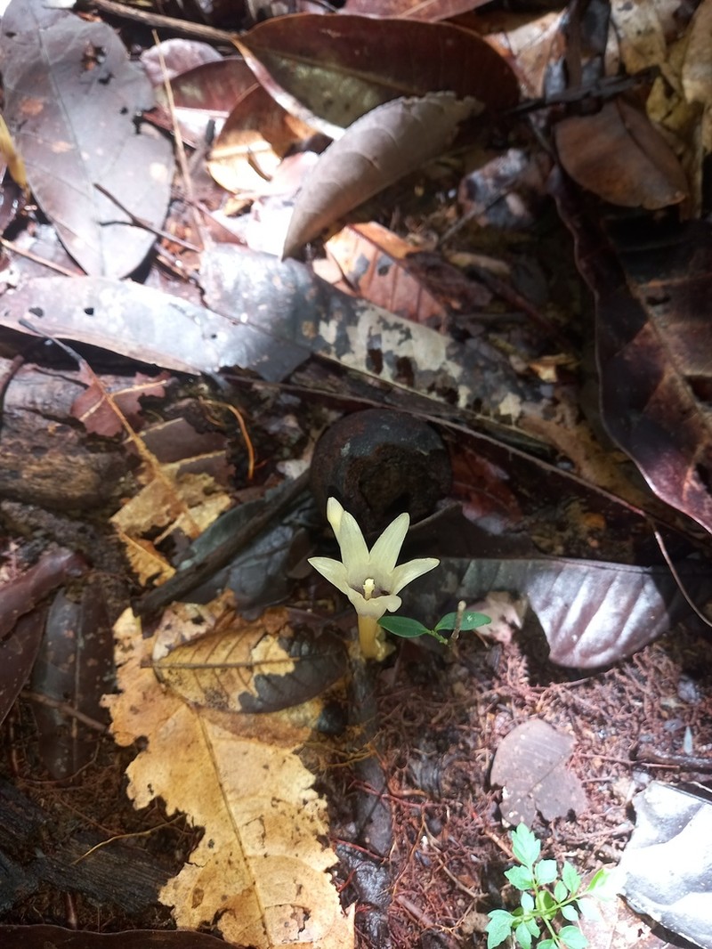 Voyria bicolor photo 5