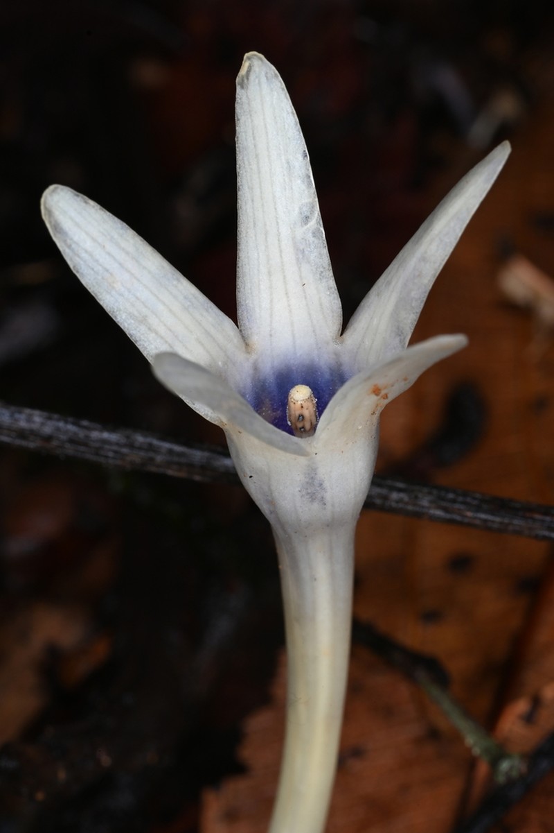 Voyria bicolor photo 6