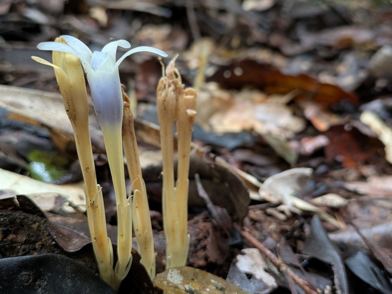 Voyria bicolor photo 7