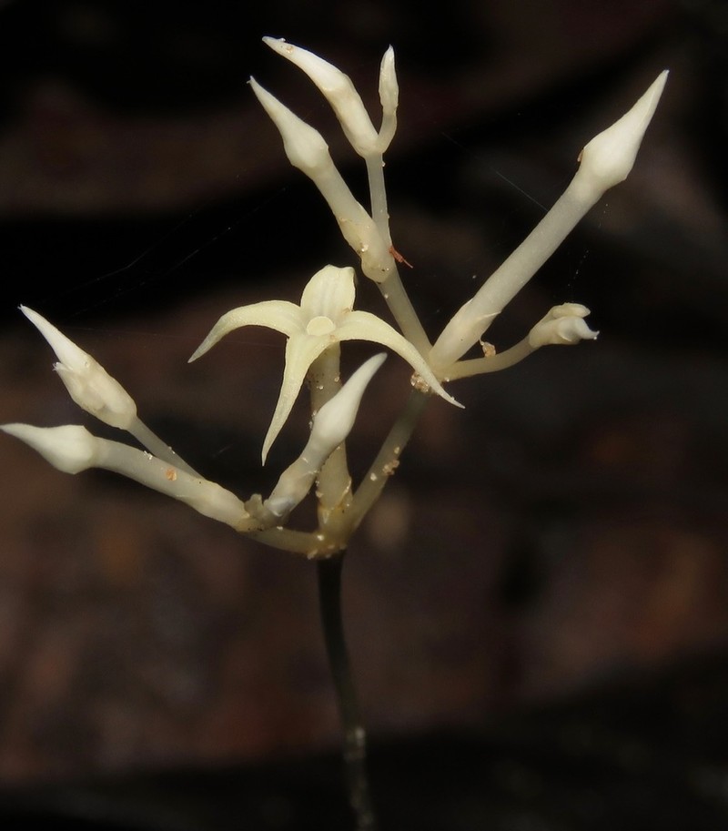 Parasitic Ghostplant