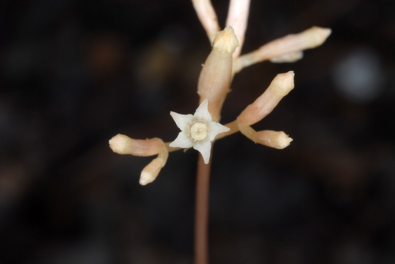 Parasitic Ghostplant photo 2