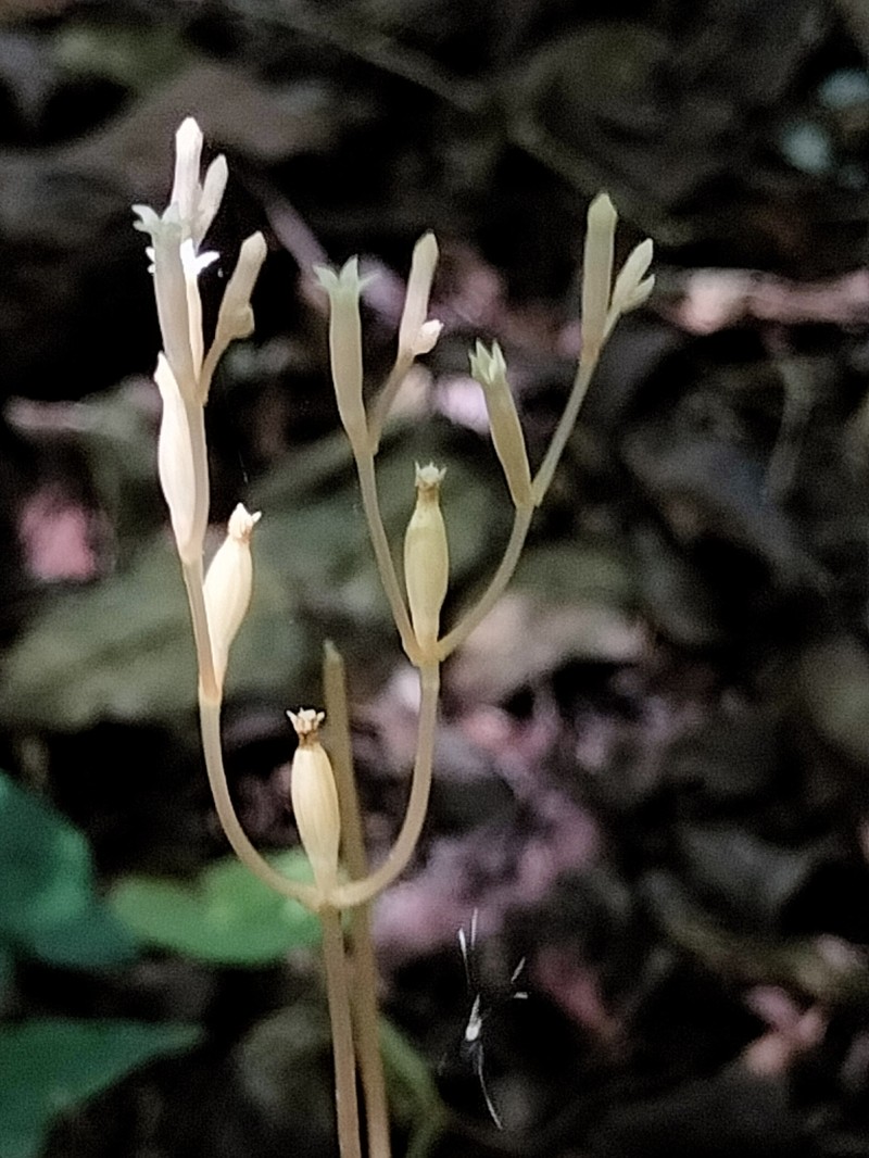 Parasitic Ghostplant photo 3