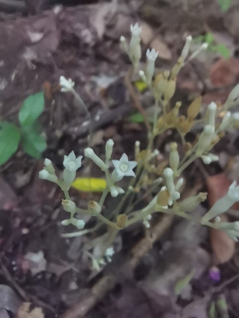 Parasitic Ghostplant photo 4