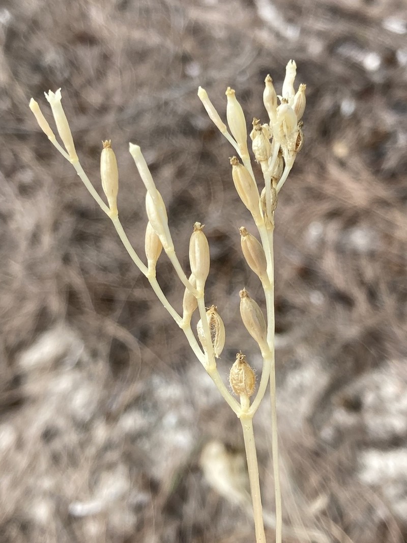 Parasitic Ghostplant photo 5