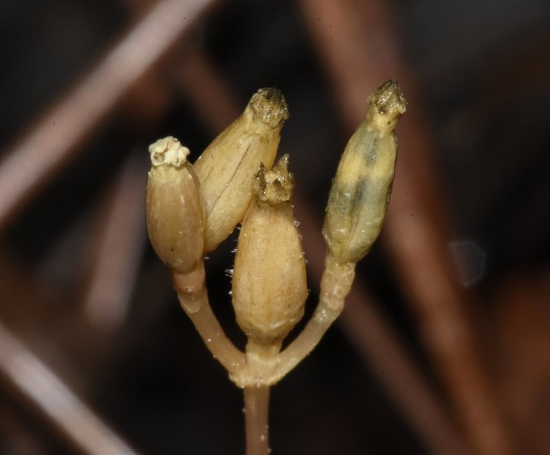 Parasitic Ghostplant photo 6