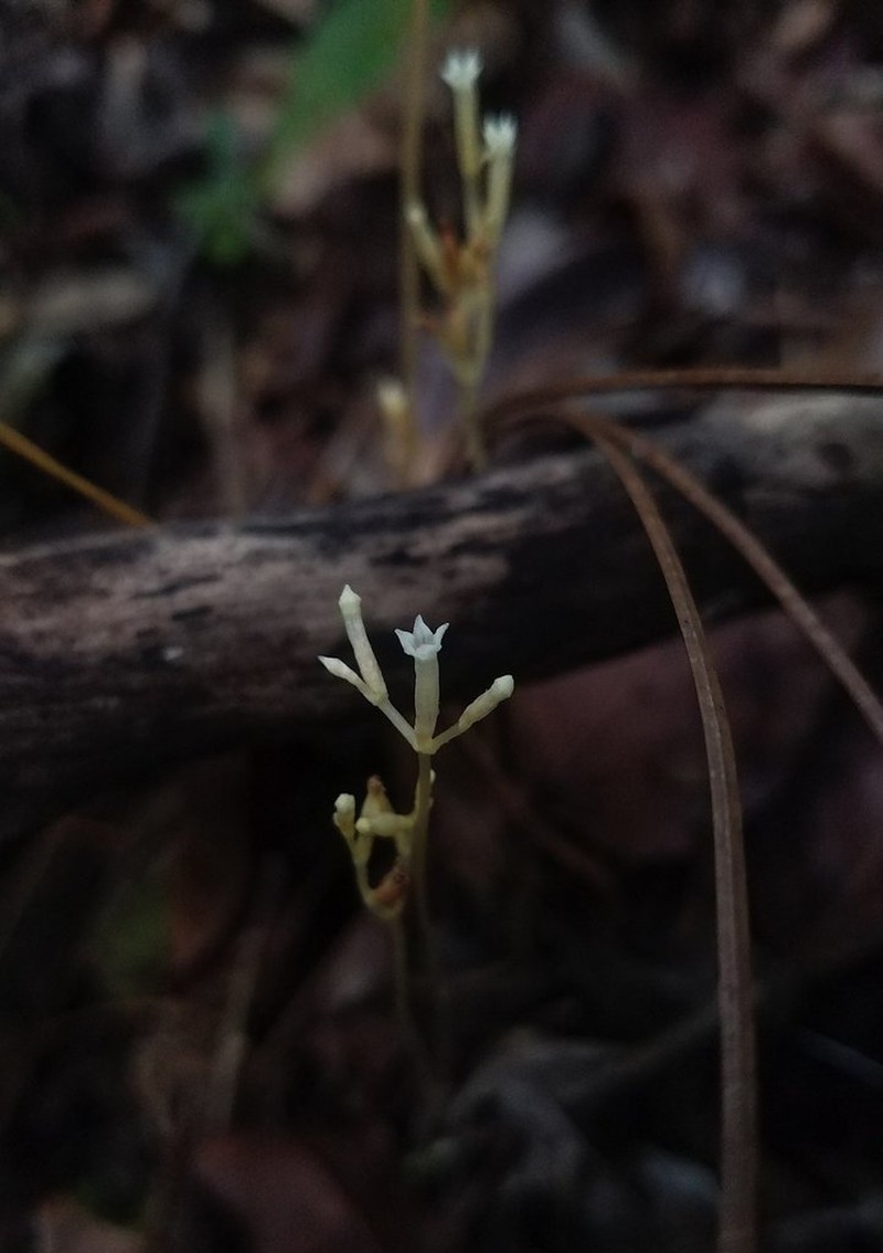 Parasitic Ghostplant photo 7