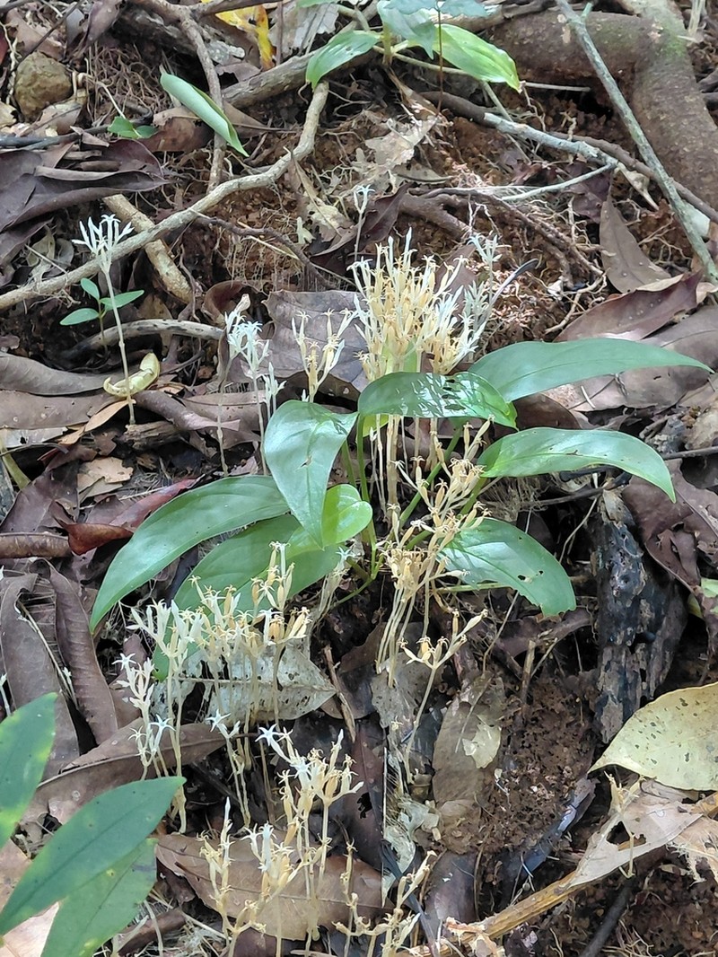 Parasitic Ghostplant photo 8