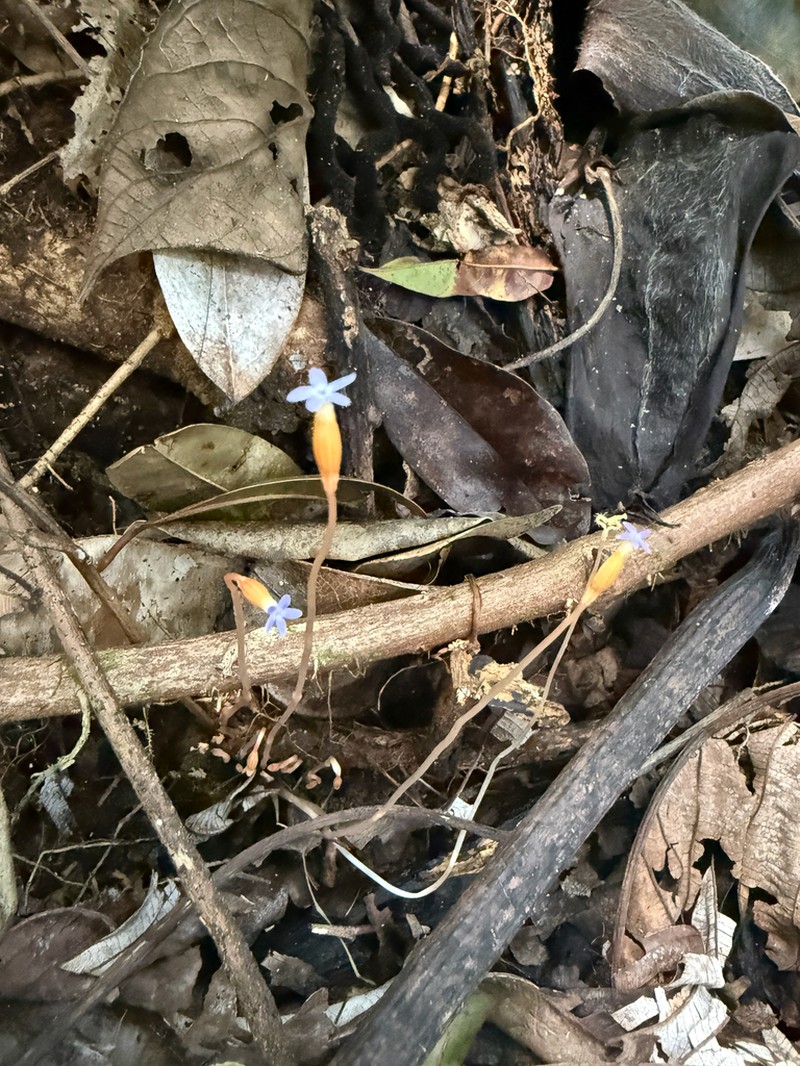 Puerto Rico Ghostplant