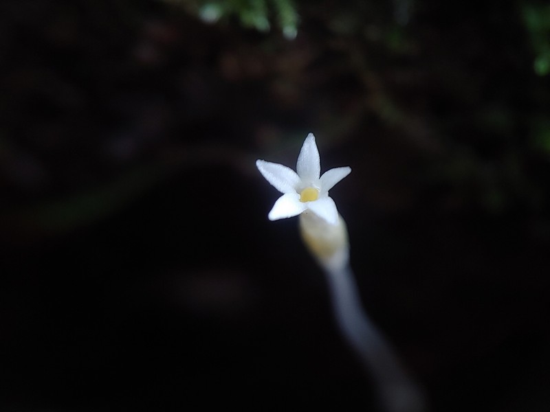 Puerto Rico Ghostplant photo 2