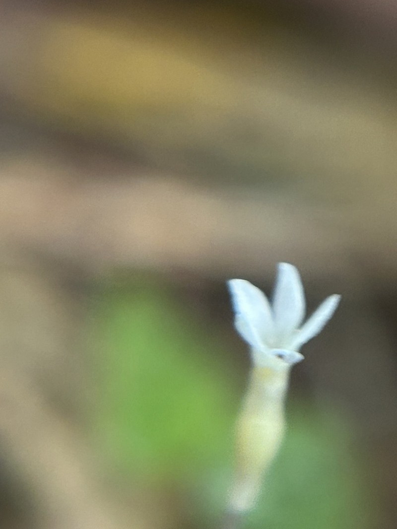 Puerto Rico Ghostplant photo 3