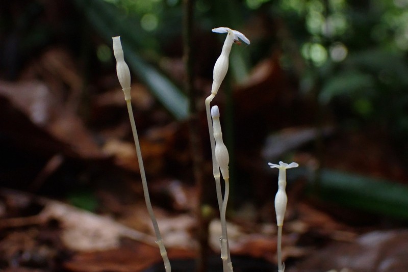 Puerto Rico Ghostplant photo 5