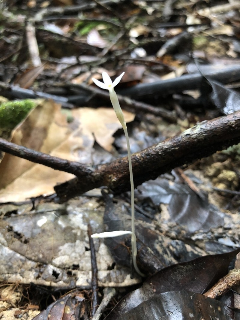 Puerto Rico Ghostplant photo 6
