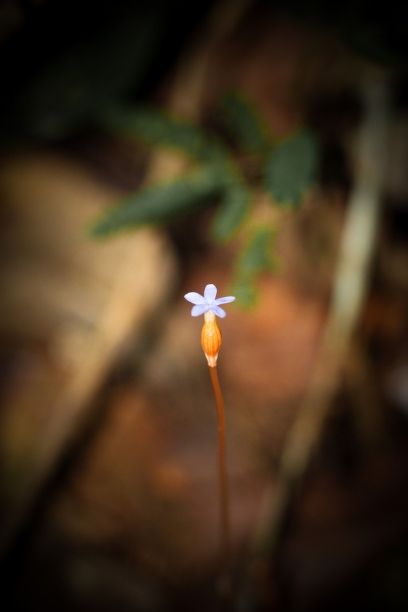 Puerto Rico Ghostplant photo 7