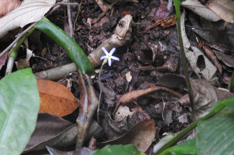 Puerto Rico Ghostplant photo 8