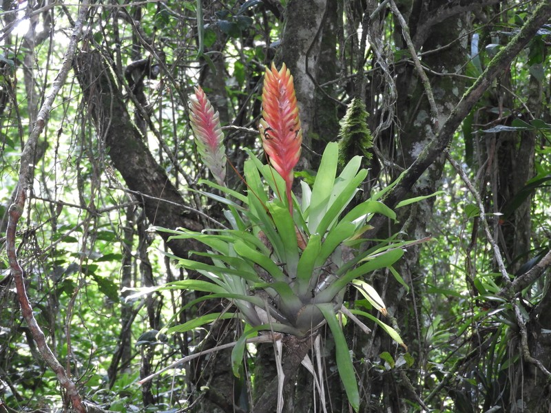 Vriesea × brueggemannii