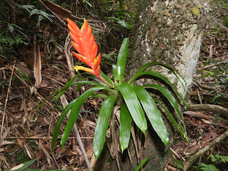 Vriesea × brueggemannii photo 2