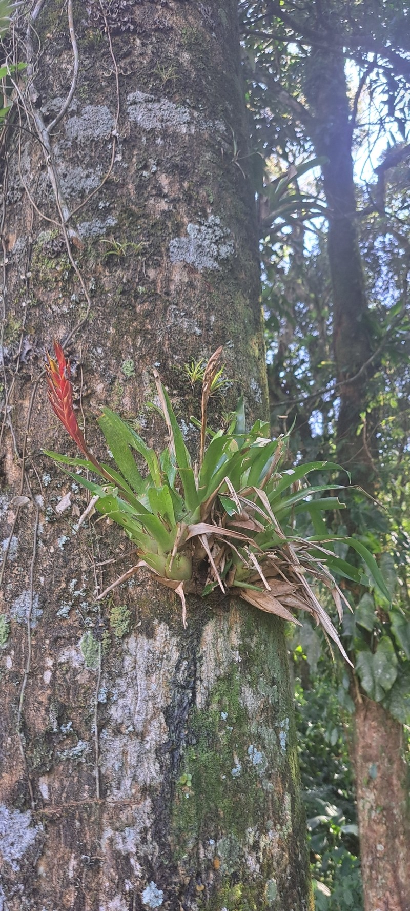 Vriesea × brueggemannii photo 4