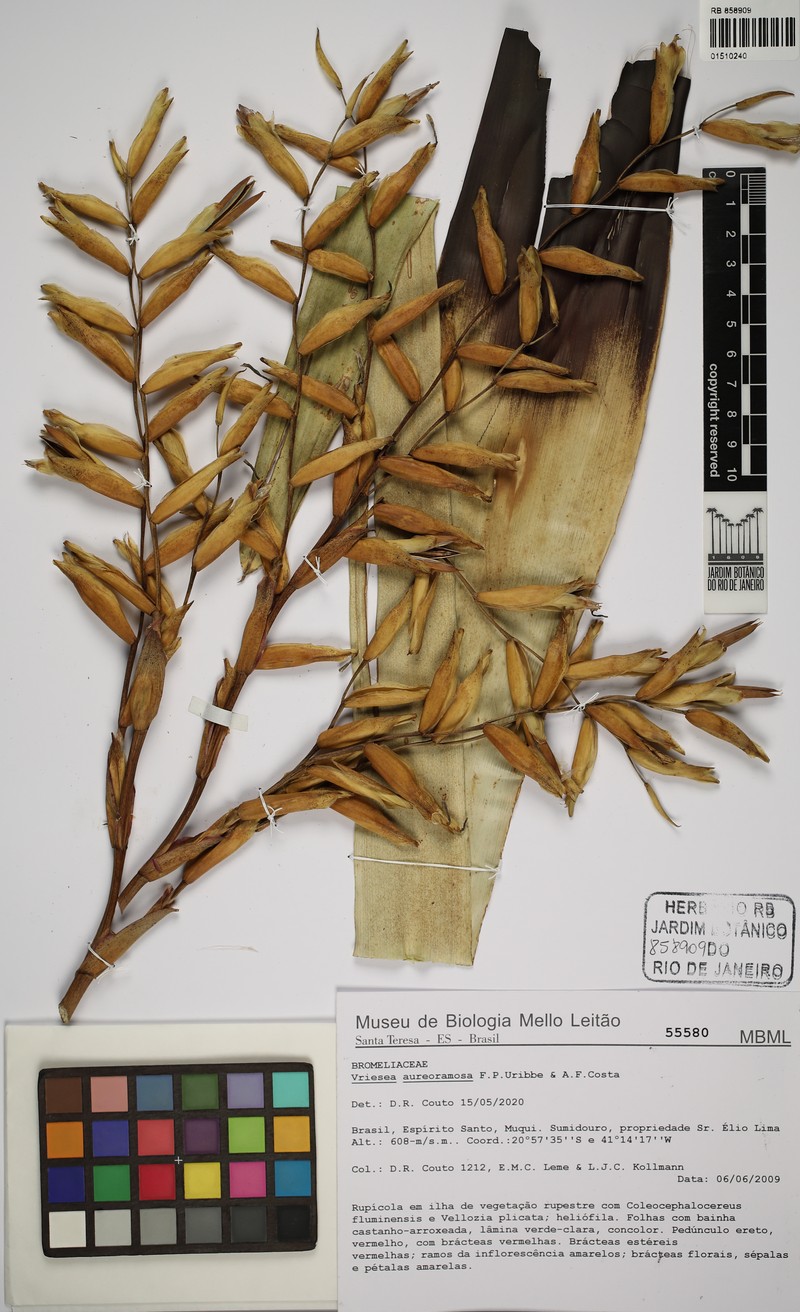 Vriesea aureoramosa