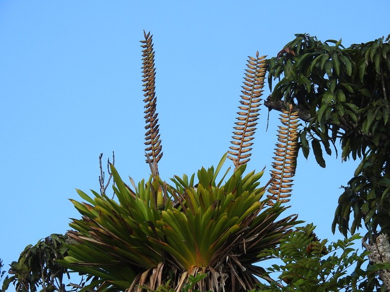 Parasita photo 4