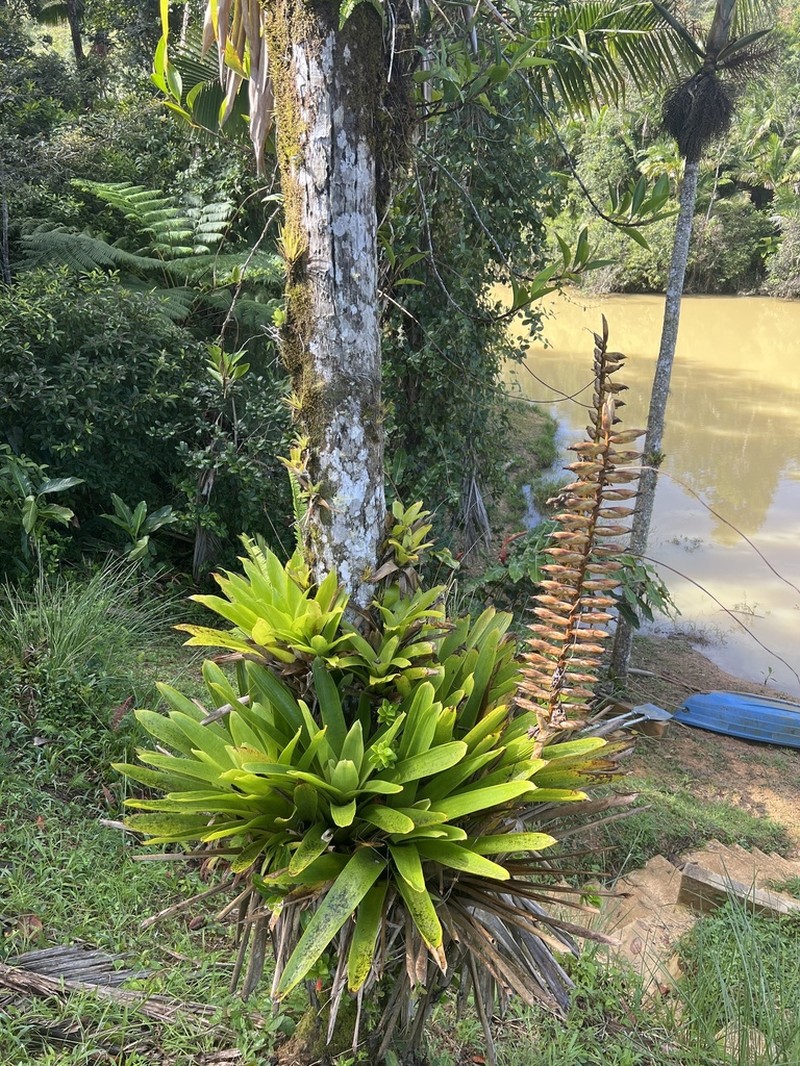 Parasita photo 5