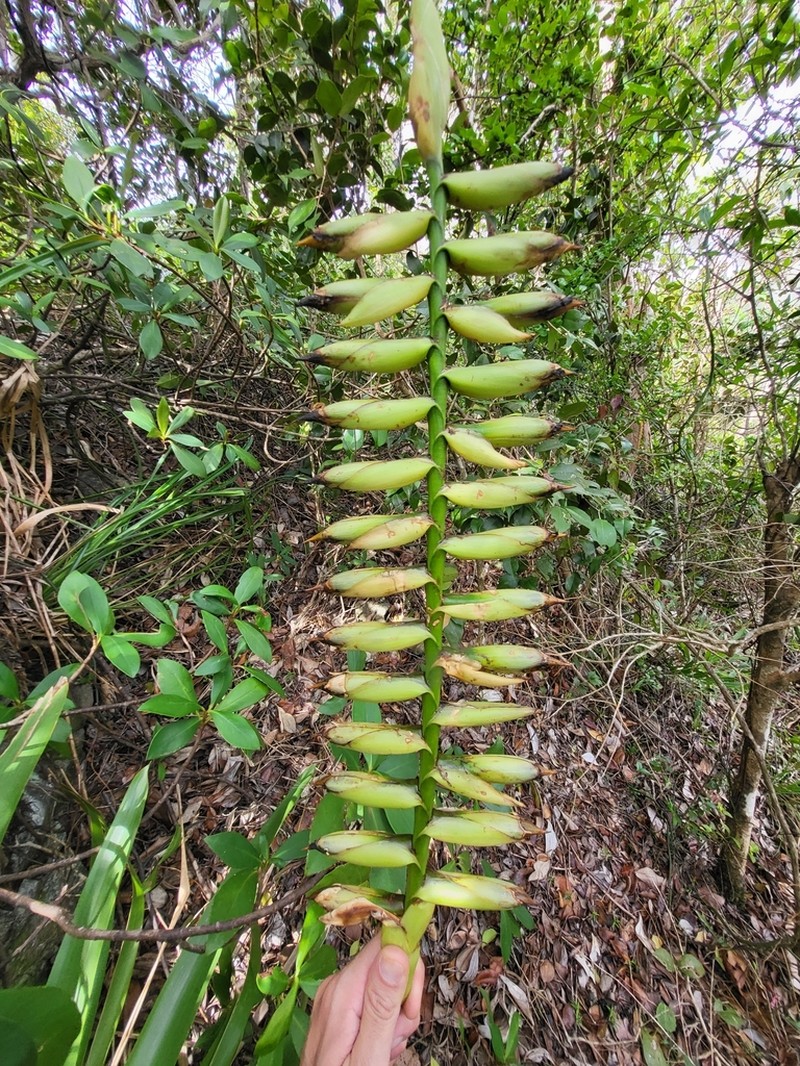 Parasita photo 6