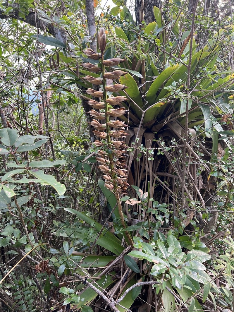 Parasita photo 8