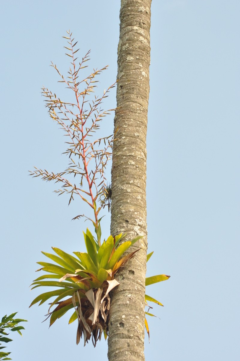 Vriesea magna