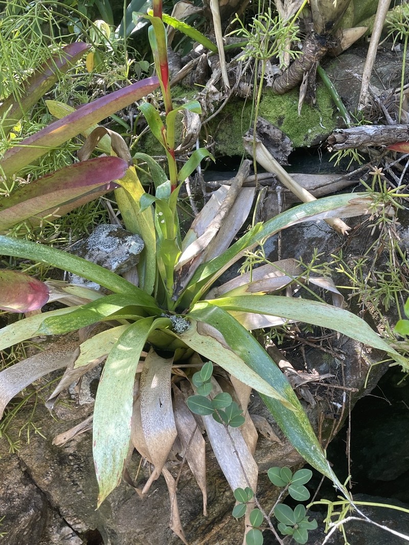 Vriesea magna photo 2