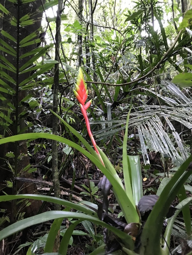 Vriesea organensis