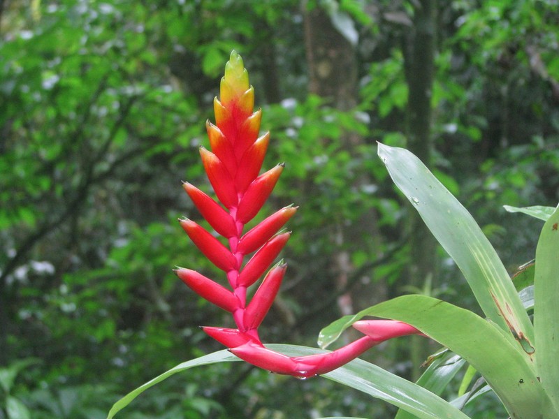 Vriesea organensis photo 2