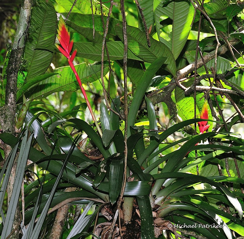 Vriesea organensis photo 3