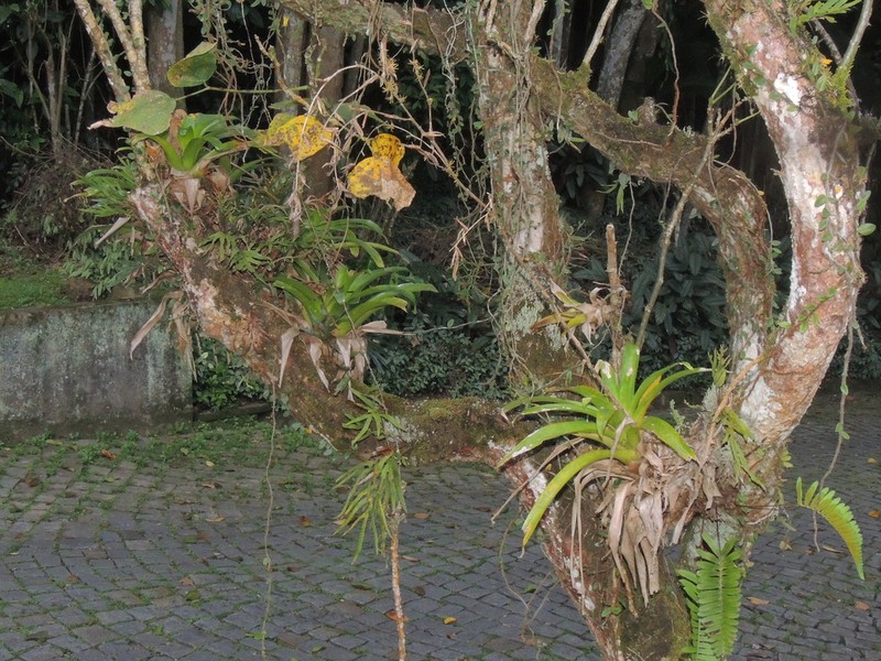 Vriesea rubroviridis