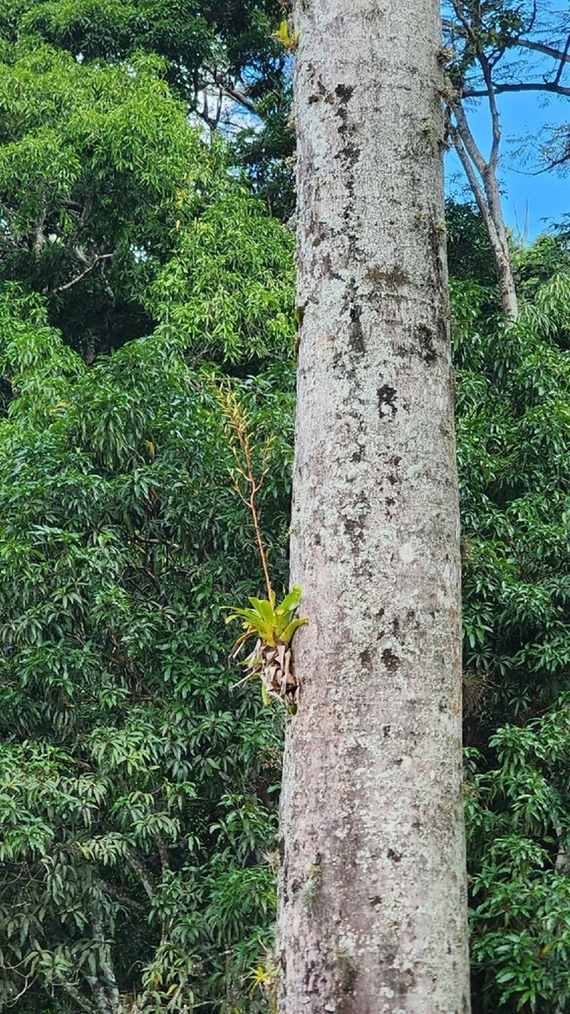 Vriesea rubroviridis photo 2