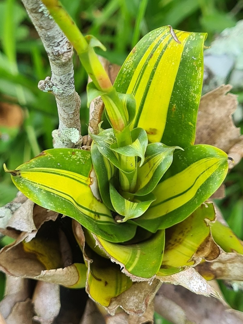 Vriesea rubroviridis photo 3