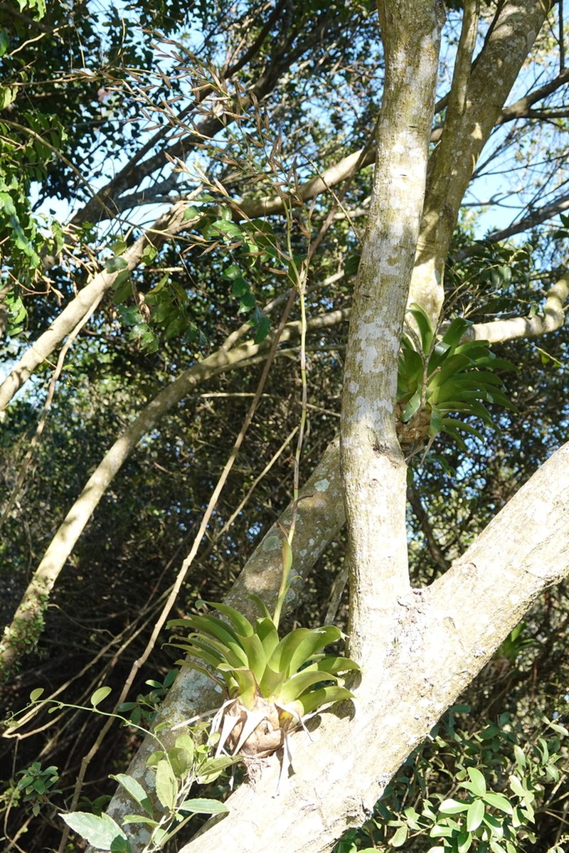 Vriesea rubroviridis photo 4
