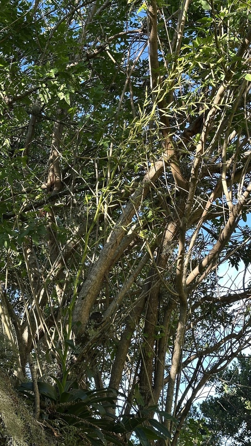 Vriesea rubroviridis photo 6