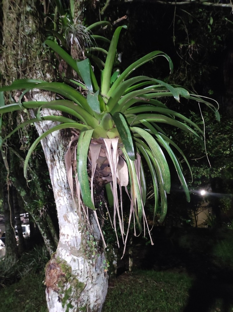 Vriesea rubroviridis photo 8